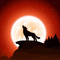 Loup y es-tu ?