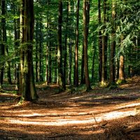 Opération forêt propre