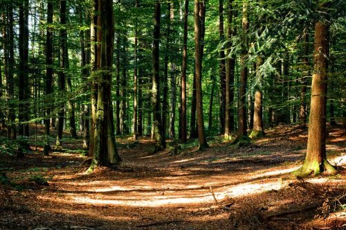 Opération forêt propre